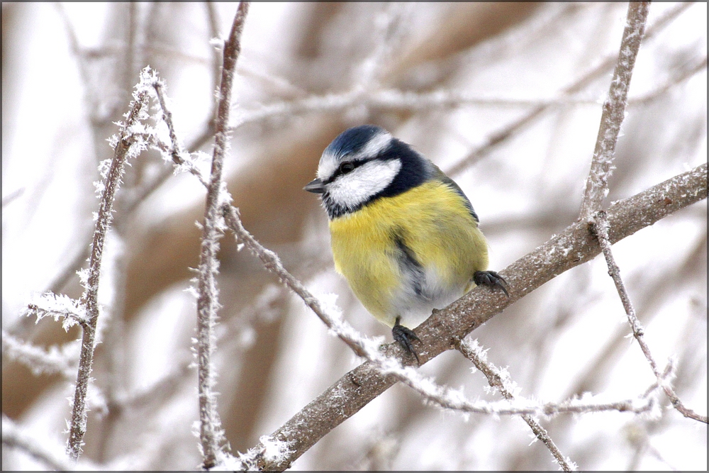 Winternachlese 7, Blaumeise am Futterplatz