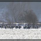 Winternachlese 8, Kraniche