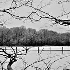 Winternachlese: Wald zwischen den Zweigen im Schnee 