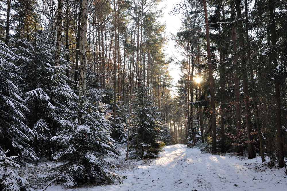 Winternachmittag