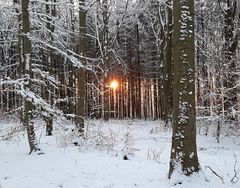 Winternachmittag im Bergwald