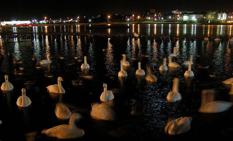 Winternacht am Tjörnin