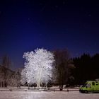 Winternacht mit Baum