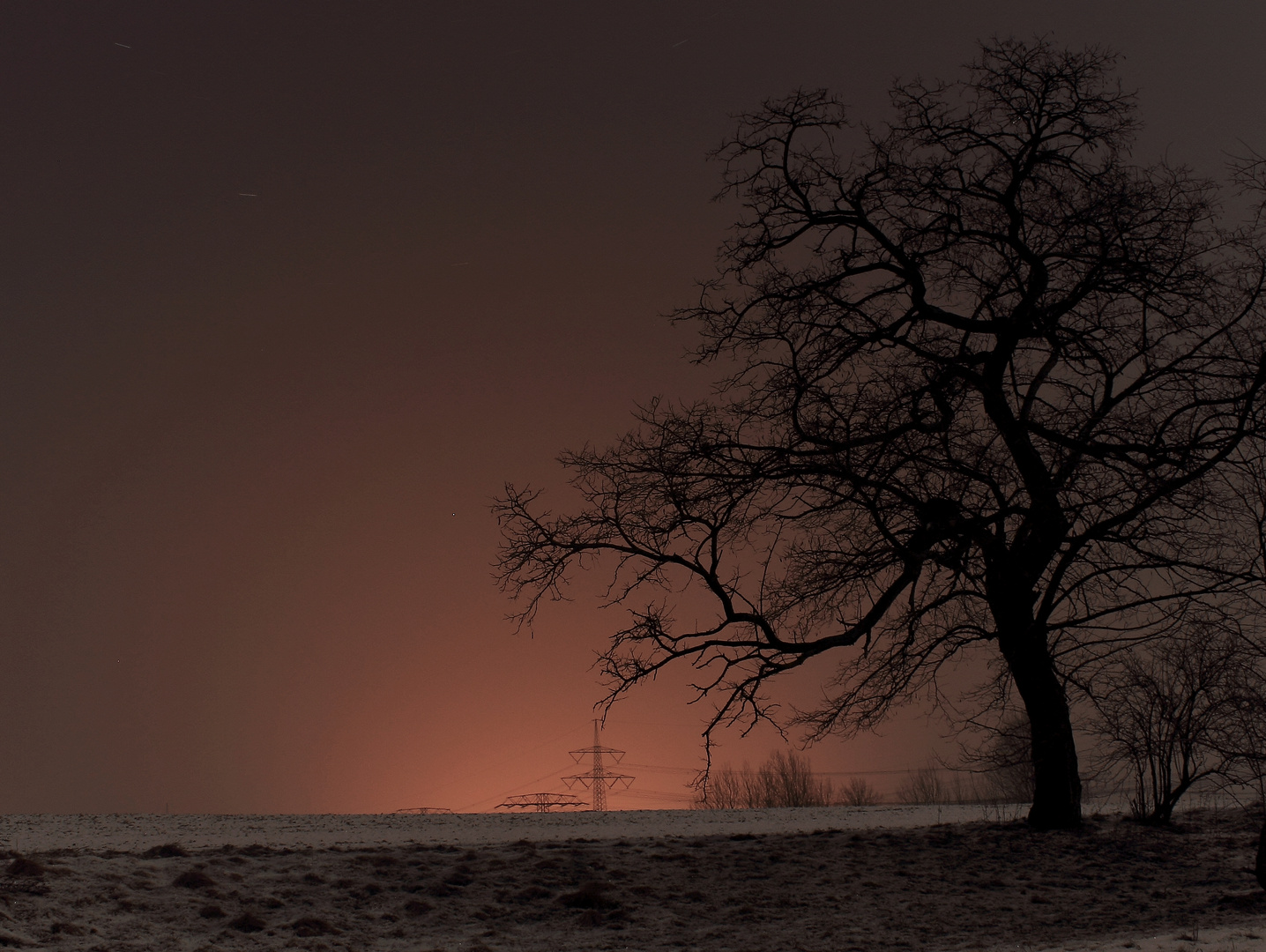 Winternachtsbaum