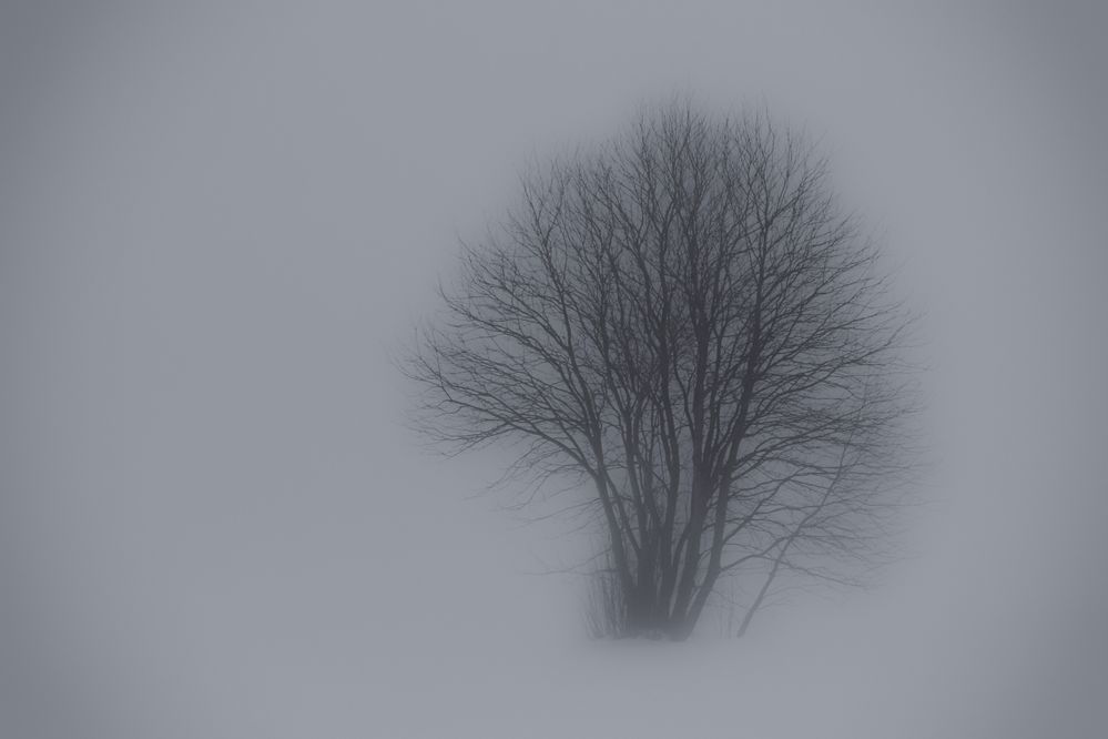 Winternebel