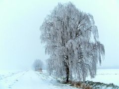 Winternebel