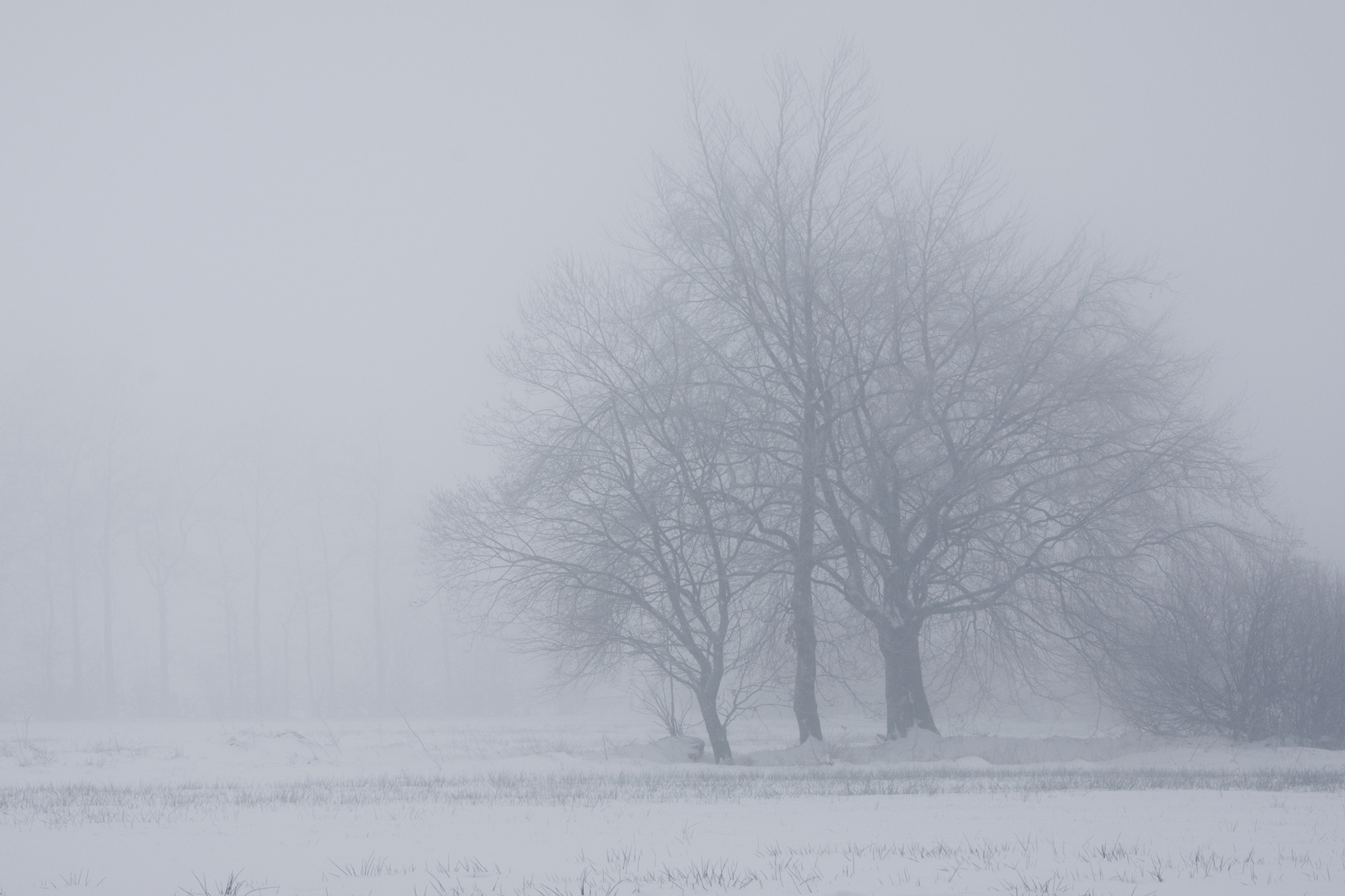 Winternebel