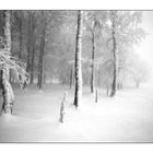 Winternebel 1