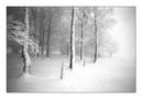 Winternebel 1 von Sabine Gilcher 