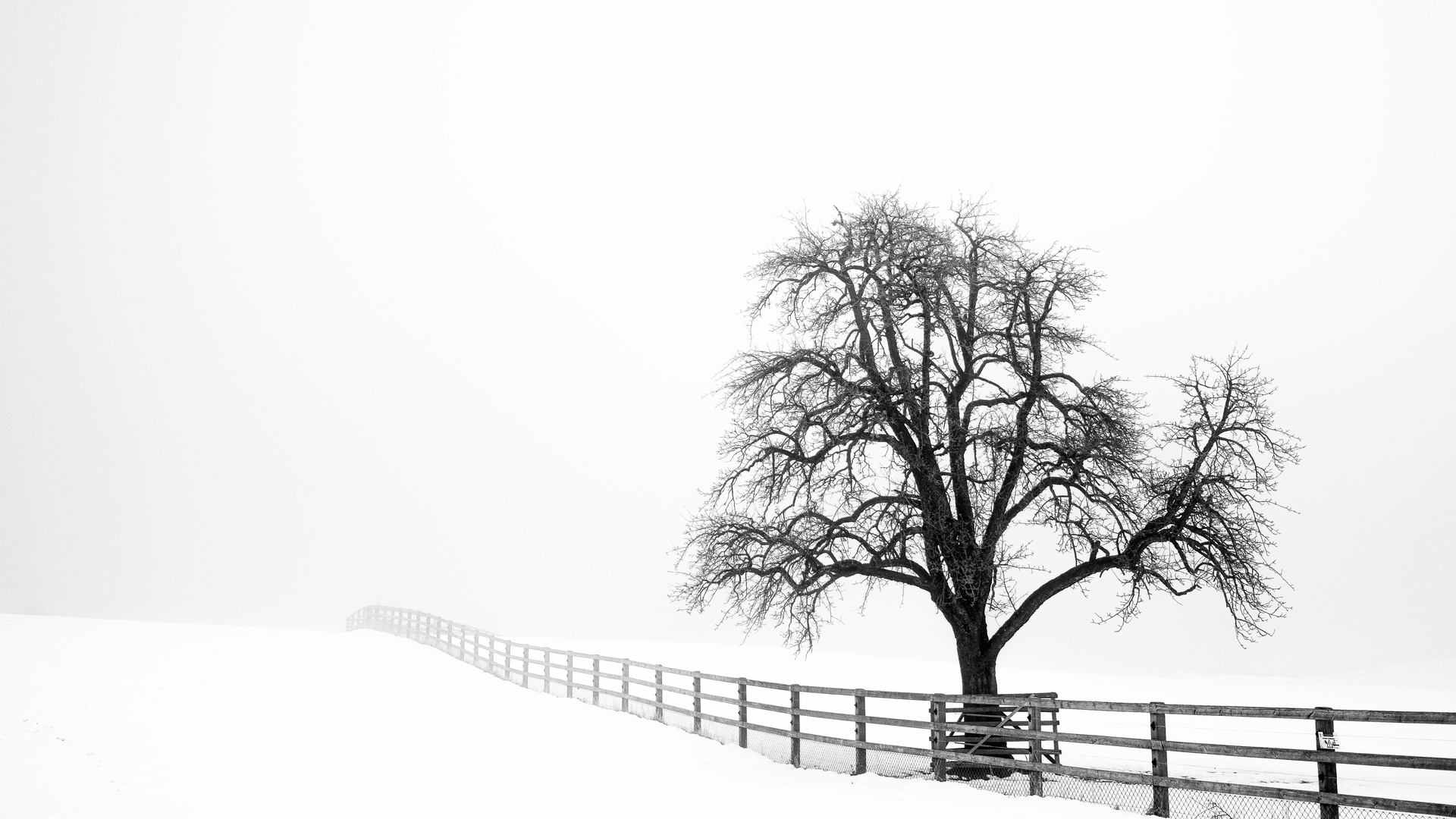 Winternebel