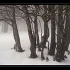 Winternebel 2