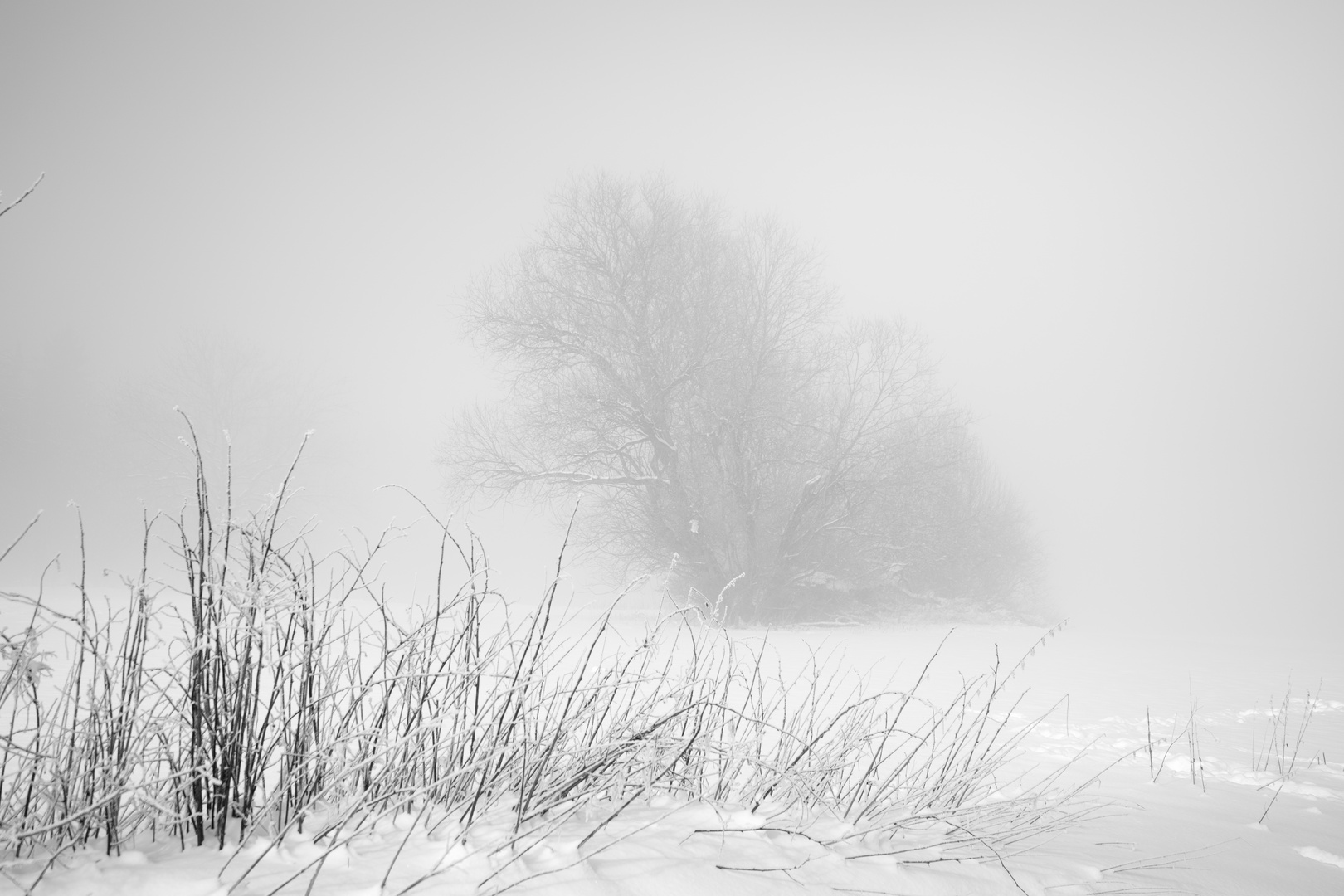 Winternebel