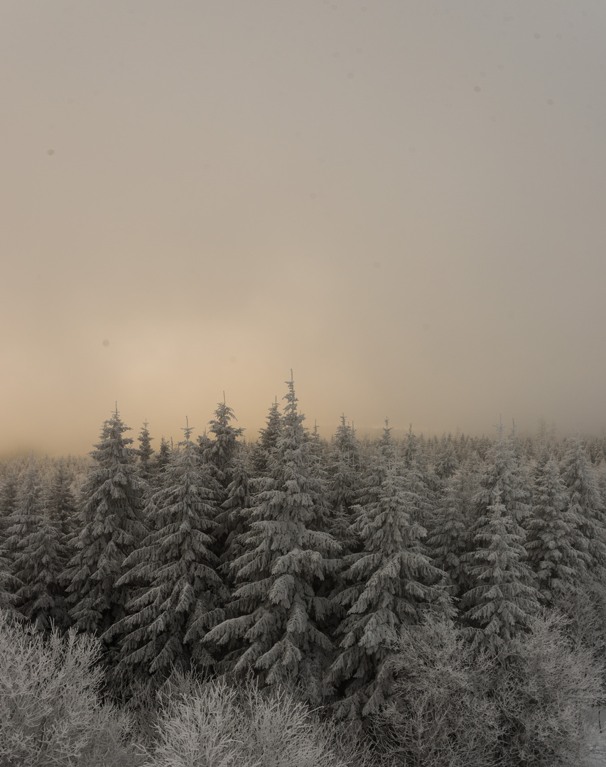 Winternebel