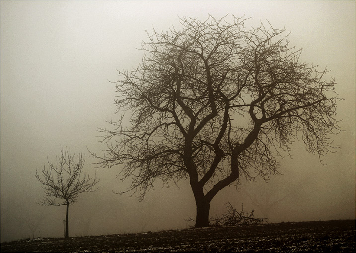 Winternebel