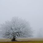 Winternebel