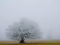 Winternebel