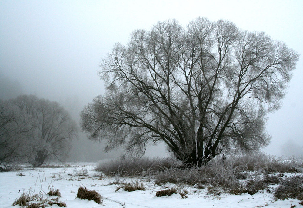 Winternebel