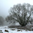 Winternebel