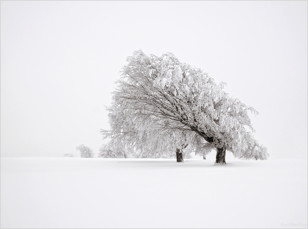 -Winternebel-