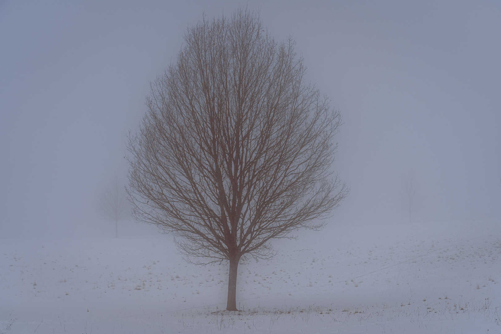 Winternebel