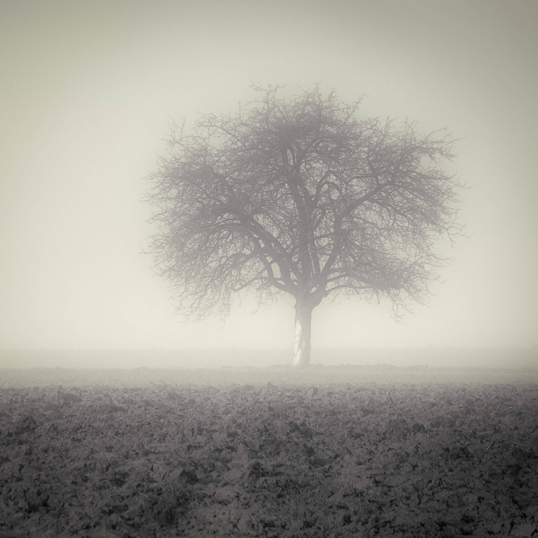 Winternebel