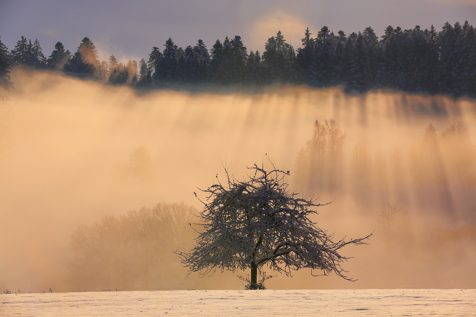 Winternebel