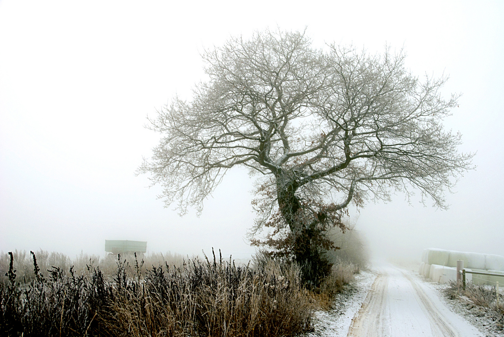 Winternebel