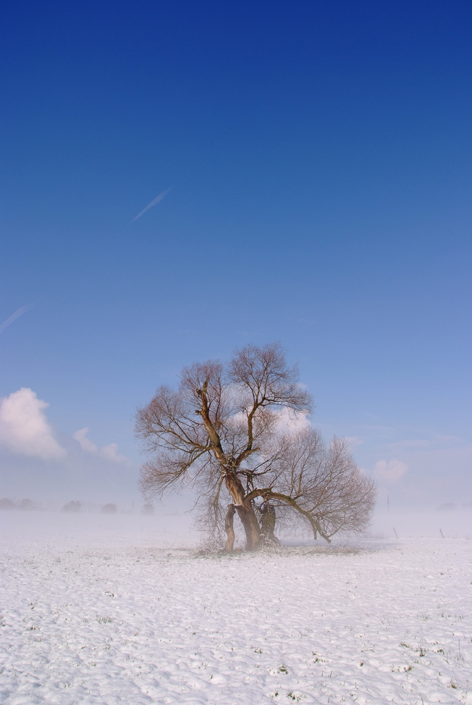 Winternebel