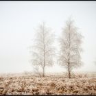 Winternebel