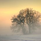 Winternebel