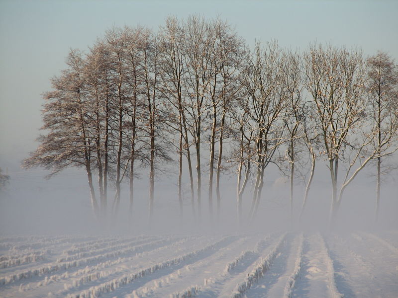 Winternebel