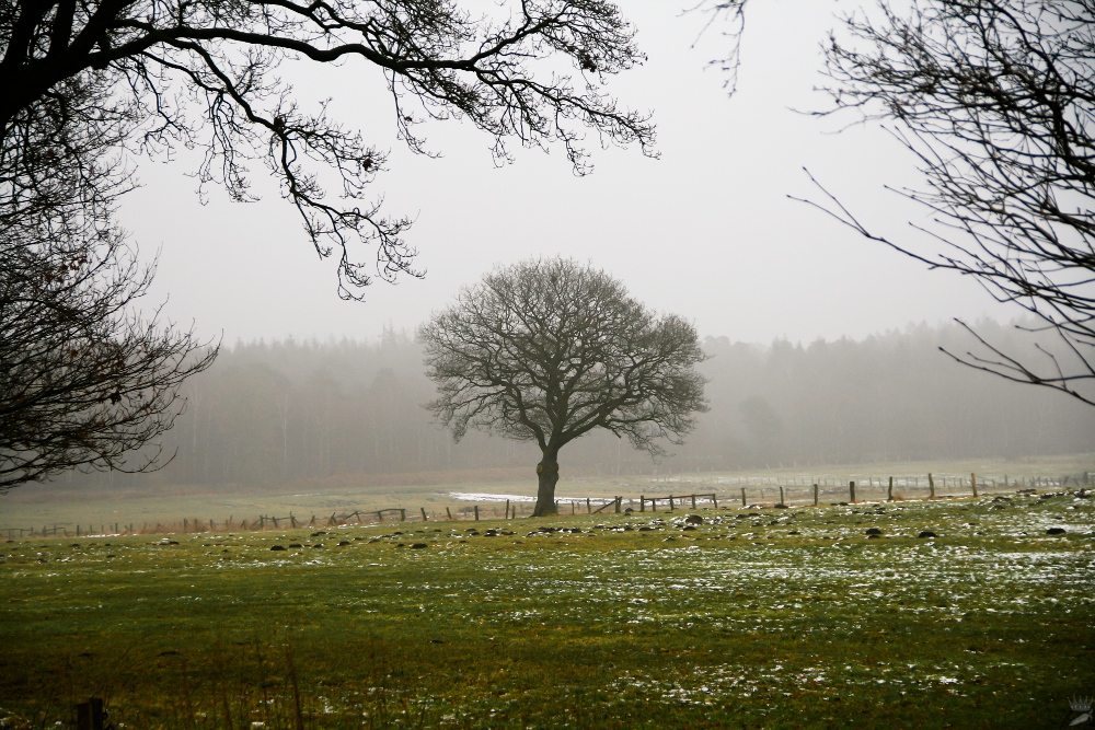 Winternebel