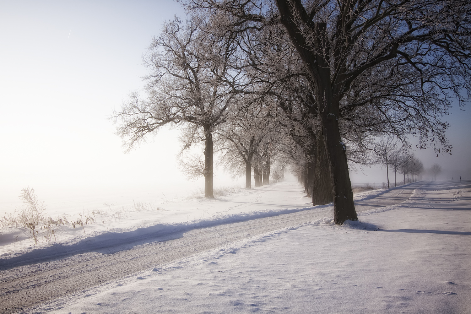 Winternebel