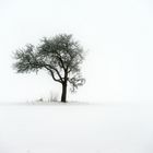 Winternebel