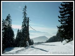 Winternebel am Brauneck 2