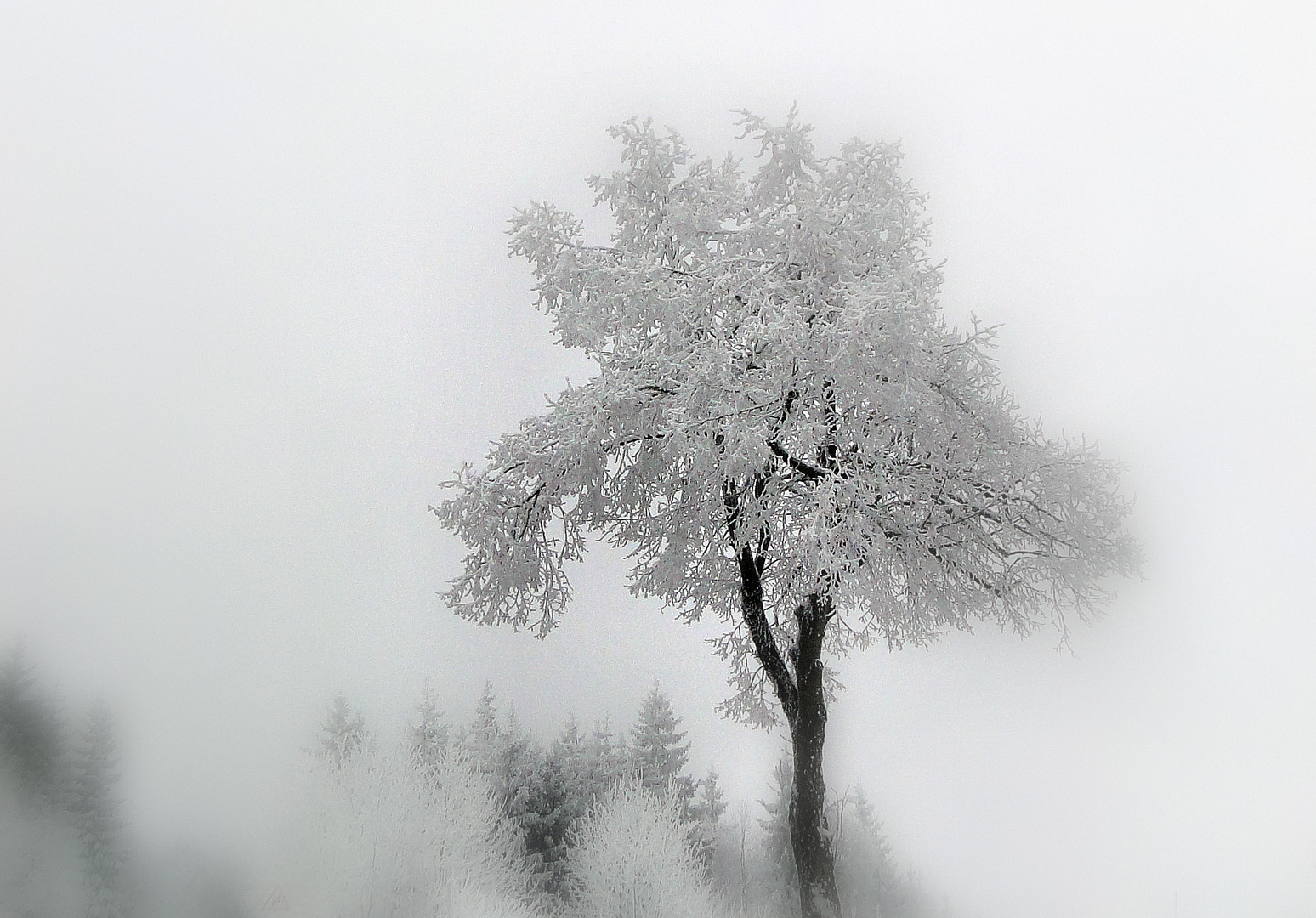 Winternebel am Rennsteig