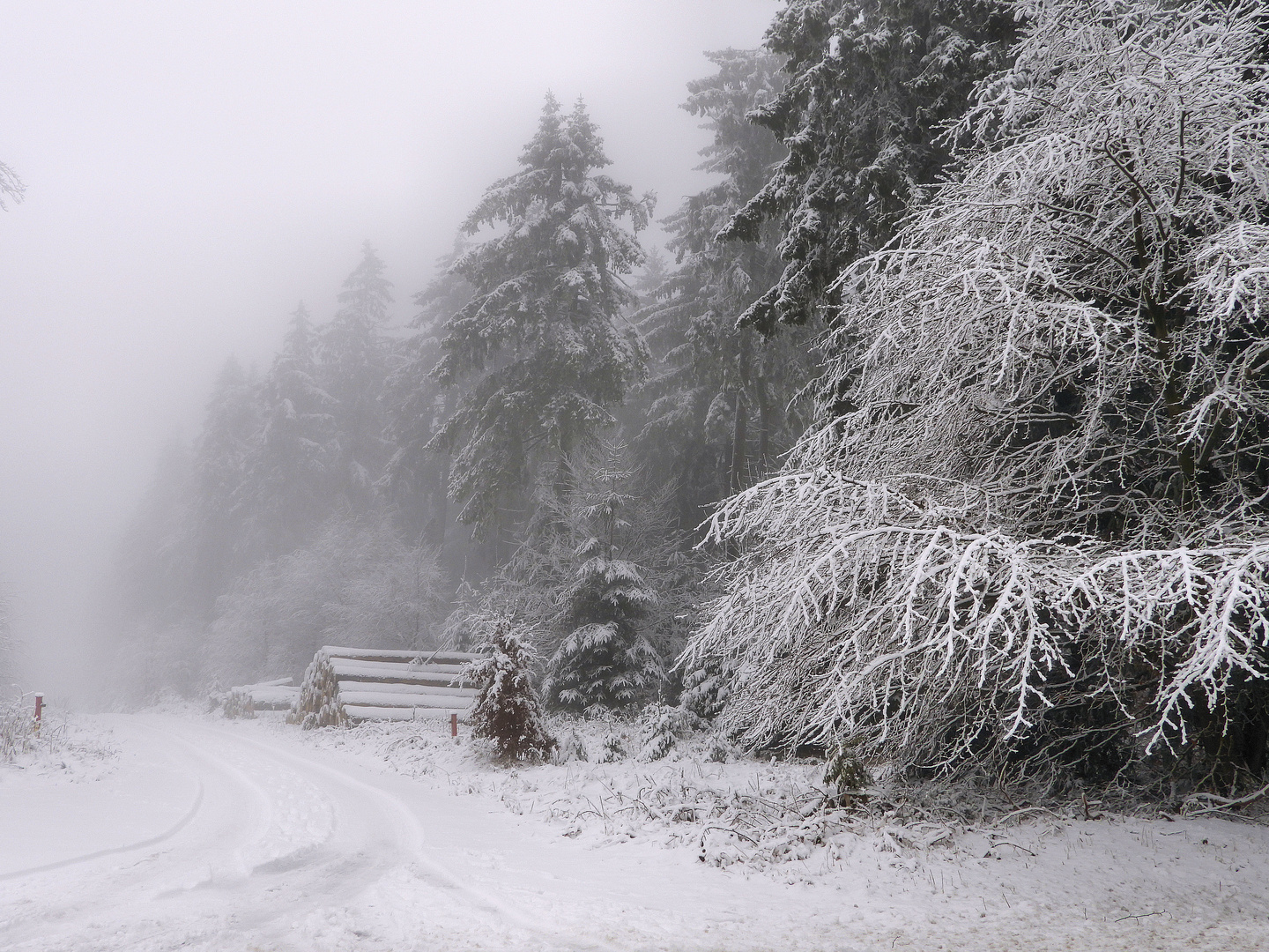 Winternebel am Rennsteig