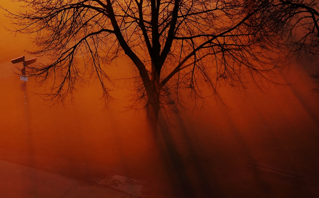 Winternebel an der Katharinenlinde