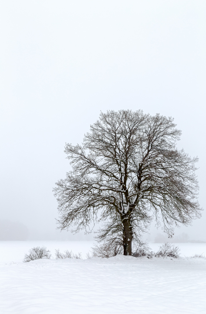 Winternebel an der Paar