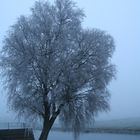 Winternebel