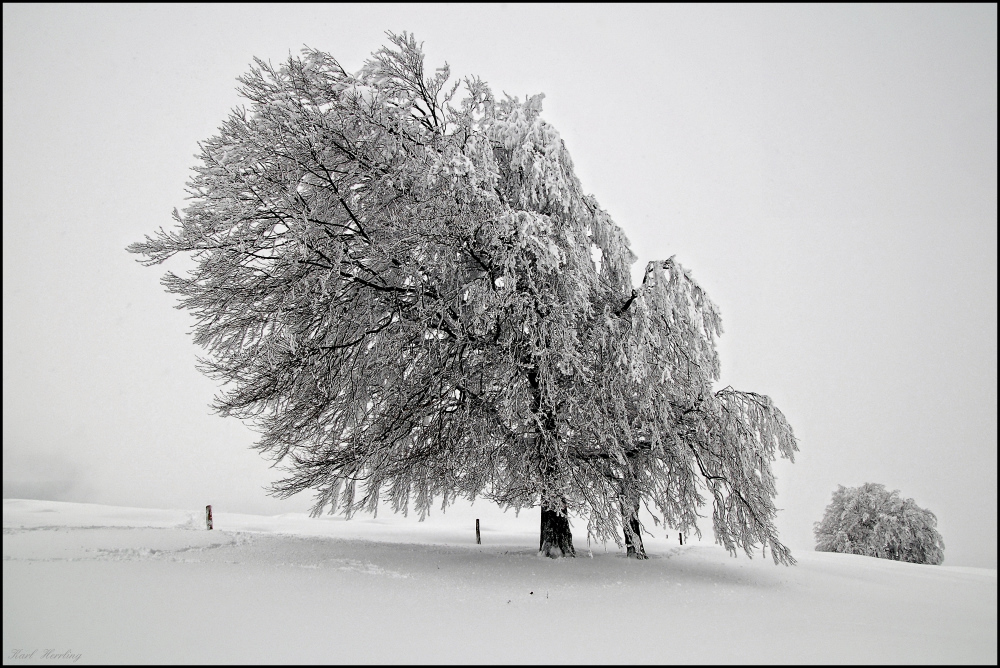 Winternebel