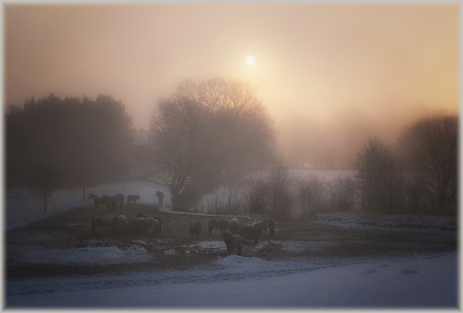 Winternebel - Brouillard hivernal