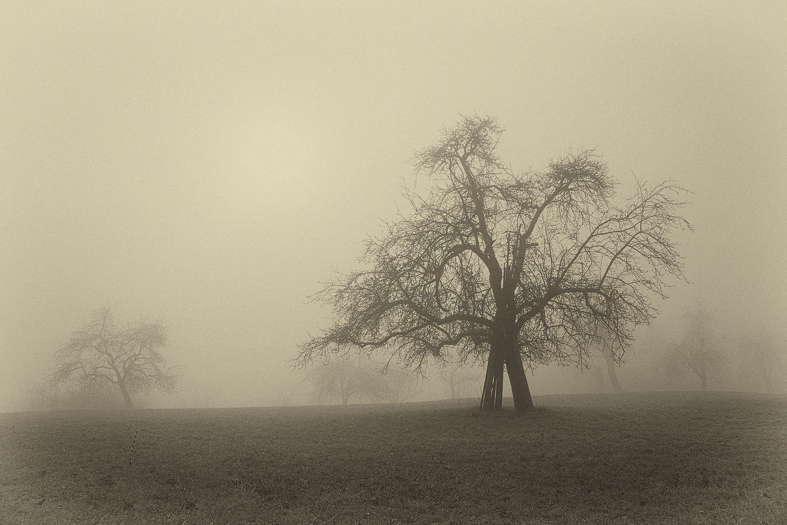 Winternebel