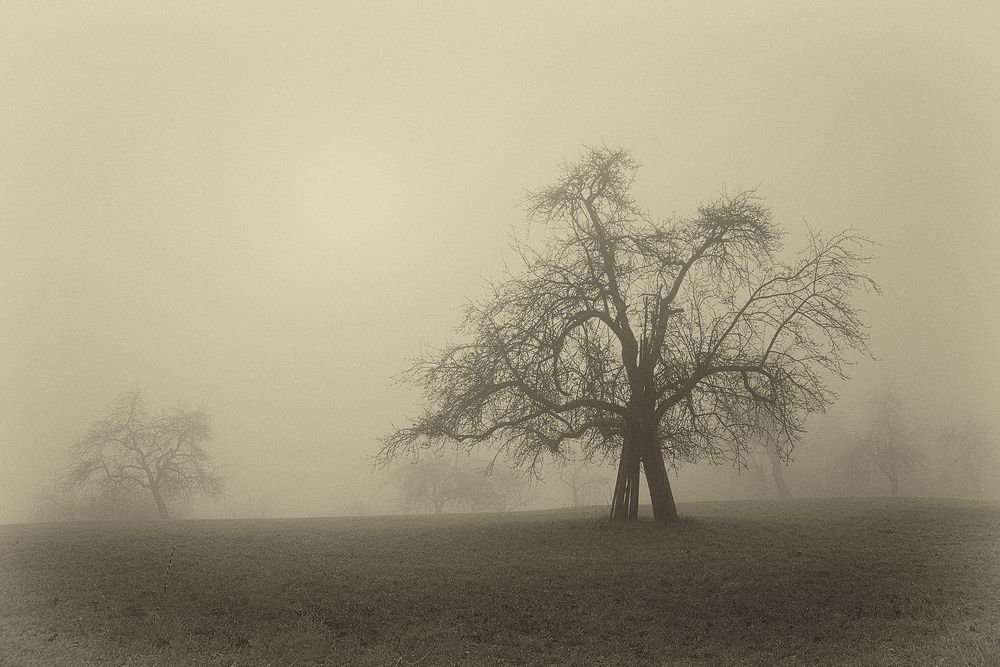 Winternebel