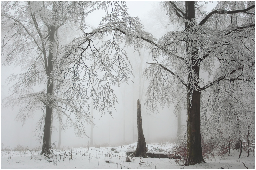 Winternebel