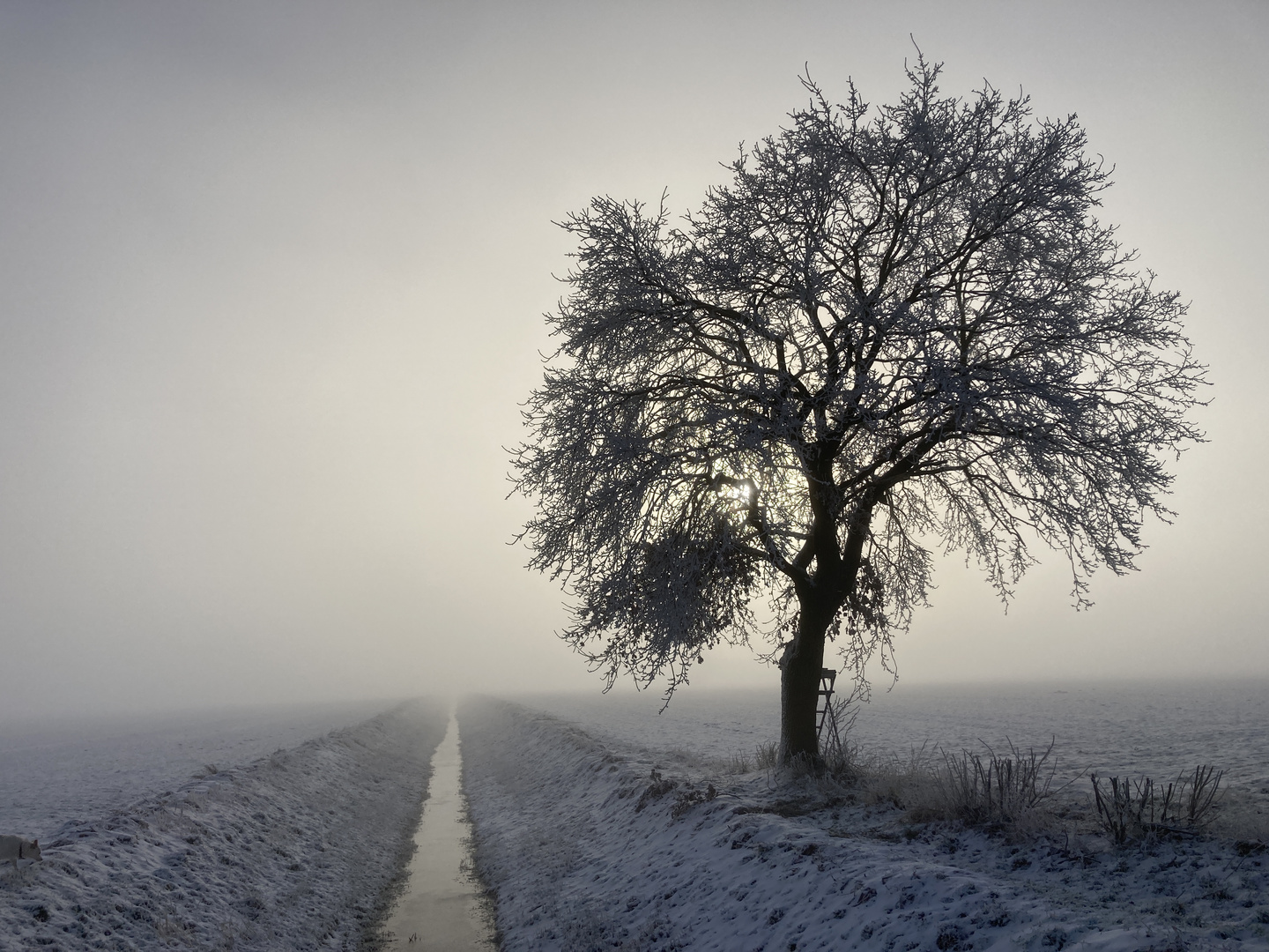 Winternebel