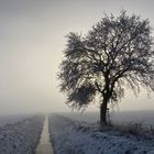 Winternebel