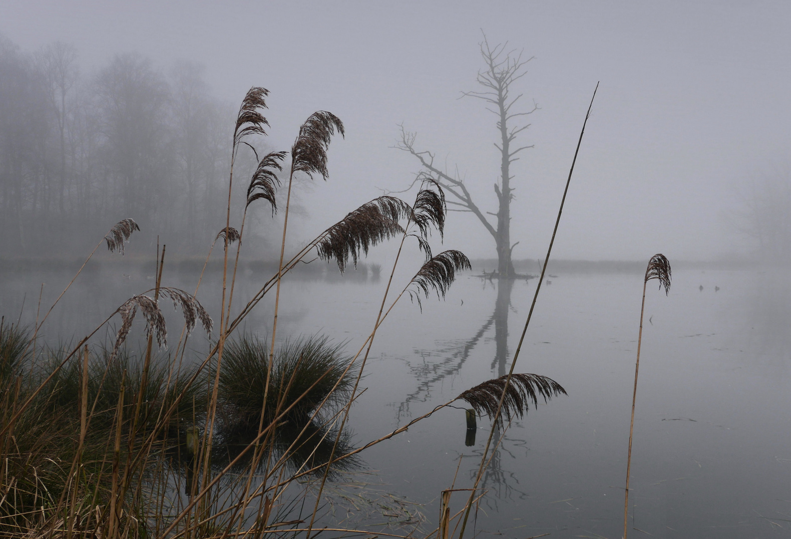 Winternebel