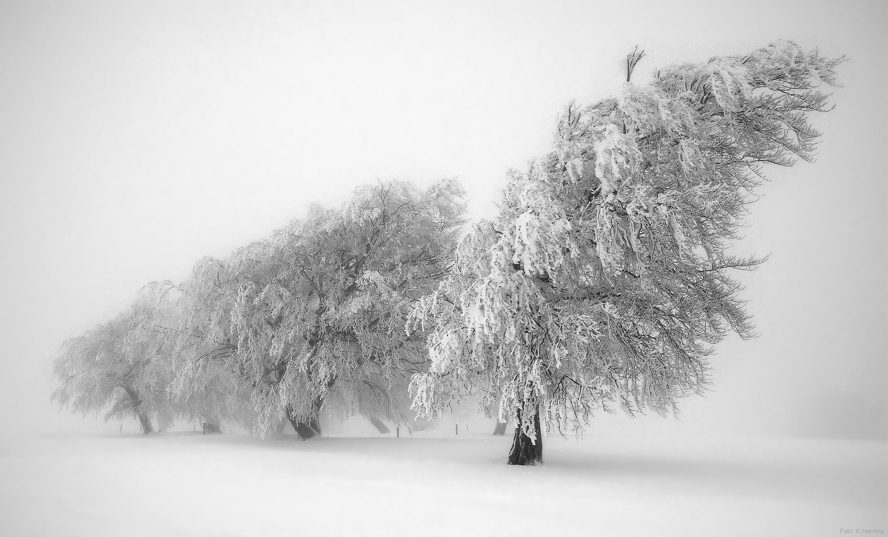 Winternebel