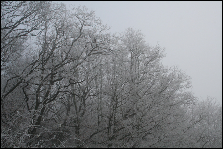 Winternebel